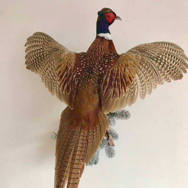 Taxidermy Birds - Etsy