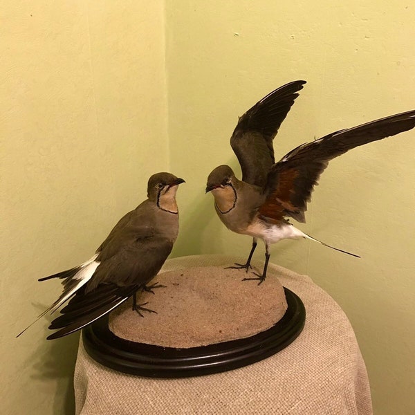 Taxidermy Birds - Etsy