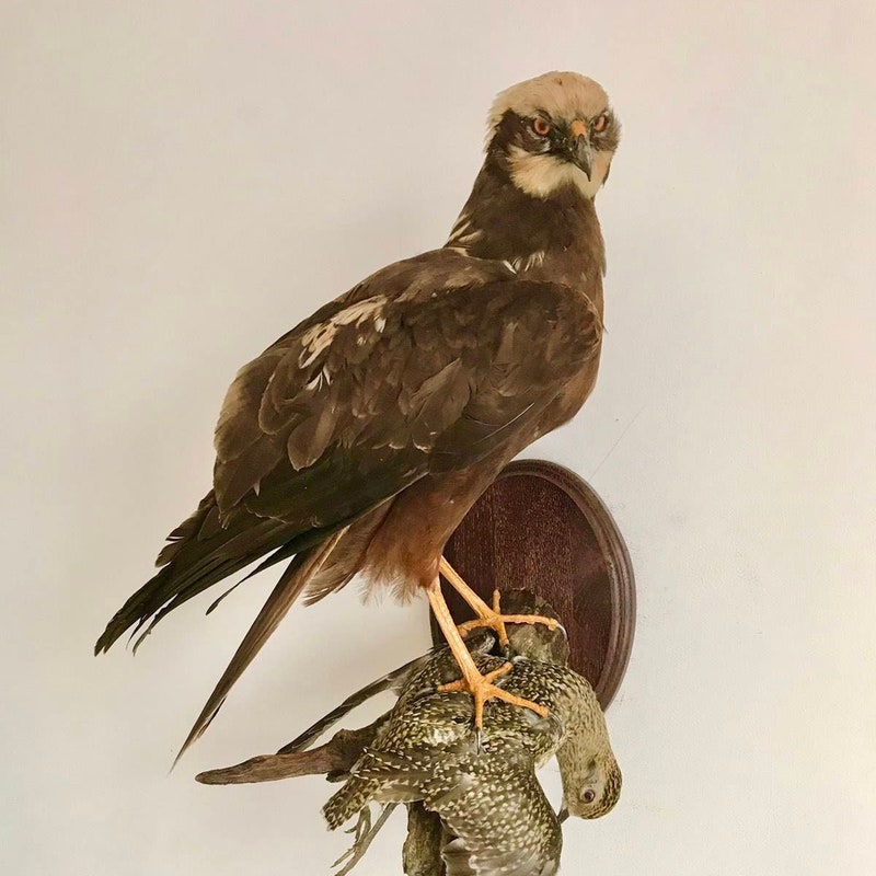 Taxidermy Birds - Etsy
