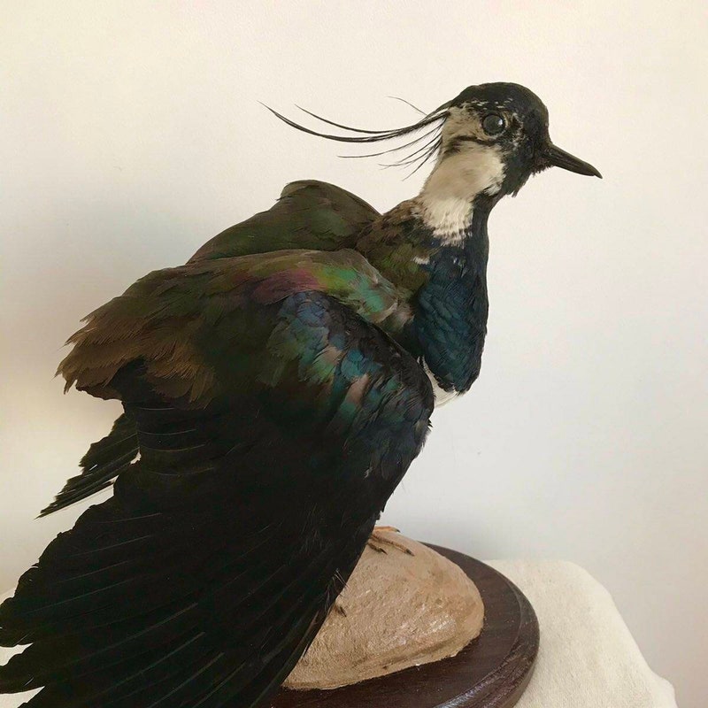 Taxidermy Birds - Etsy