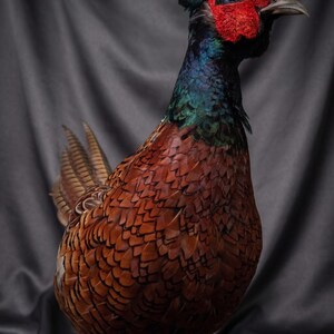 Taxidermy birds, Museum Grade Phasianus colchicus, Taxidermy Mount , Ring-Necked Pheasant , Natural History Bird Decor