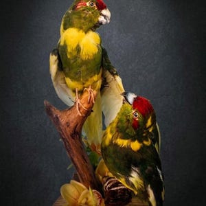 Antique taxidermy parrot - Etsy 日本