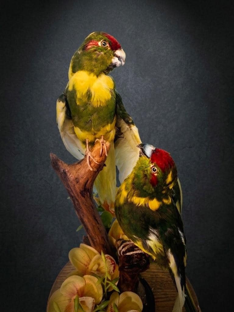 オグロインコの剥製 Antique taxidermy parrot - Etsy 日本