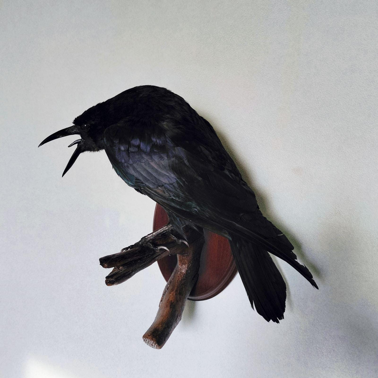 本物の鳥の剥製 - Etsy 日本