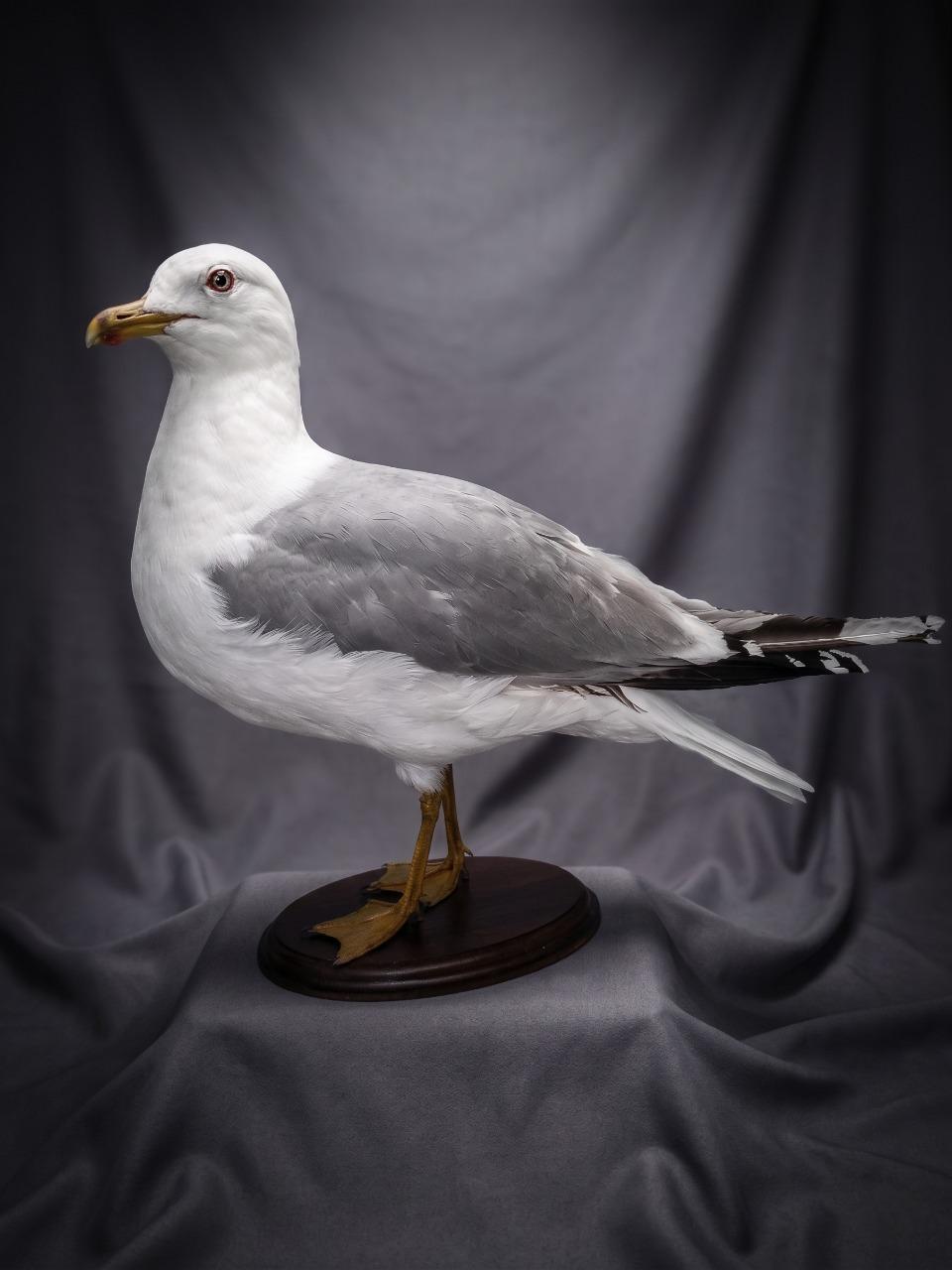 Natural Bird Taxidermy Seagull Larus Argentatus – Coastal Decor