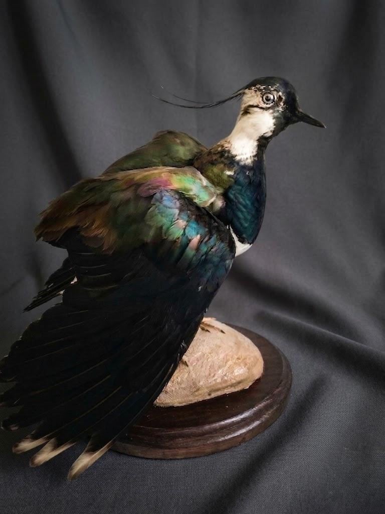 剥製 鳥 Taxidermy lapwing - Etsy 日本