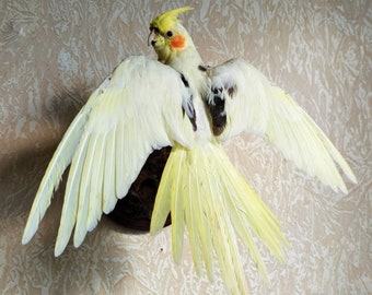 Real Stuffed Yellow Parakeet (Parrot)