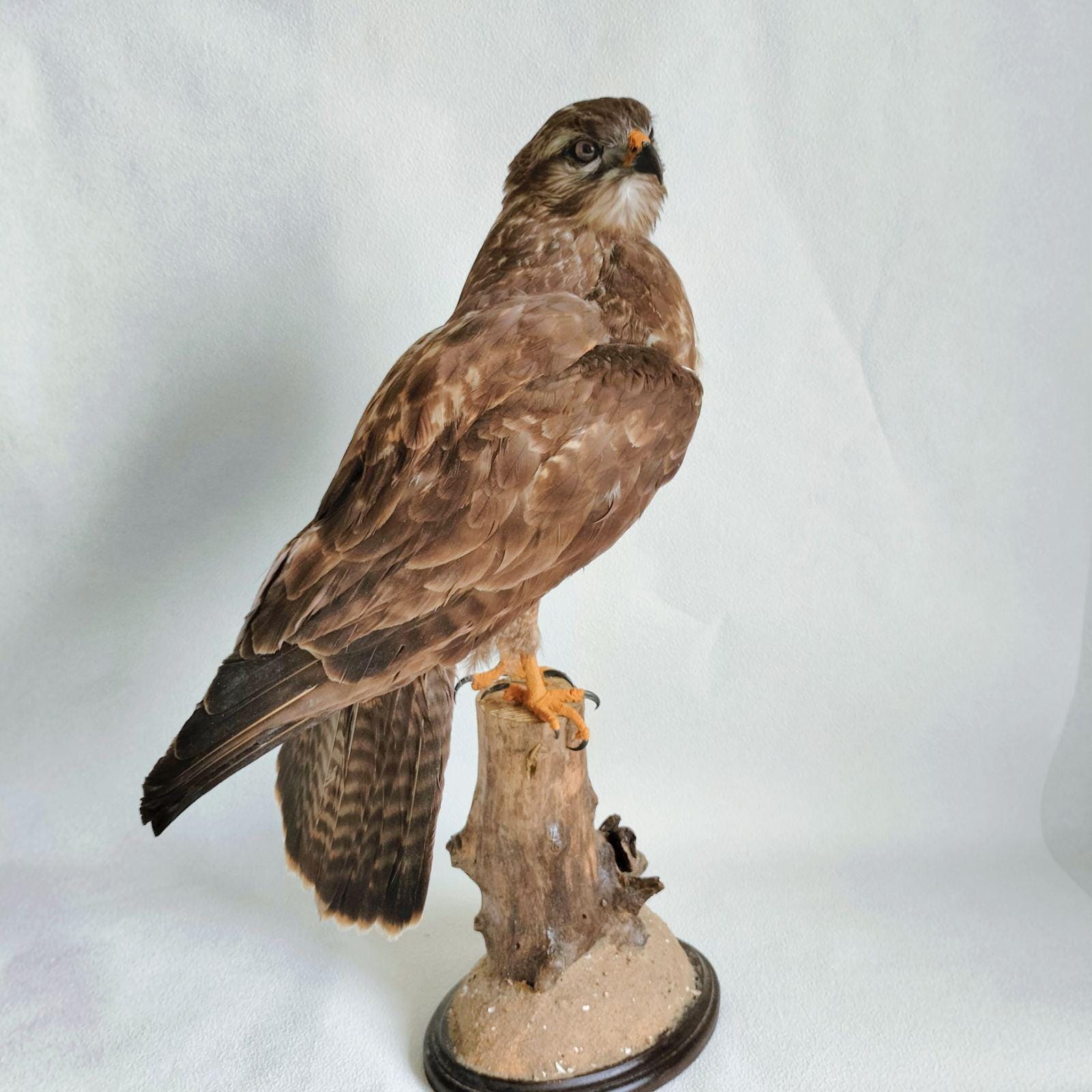 Taxidermy real  birds