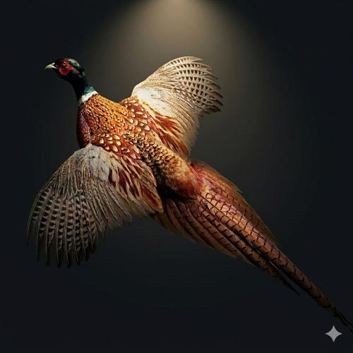 雉 コウライキジ 鳥 剥製 骨董品 芸術品 コウライキジ 剥製 - 頭骨・骨格標本・剥製販売 【Core-Box】
