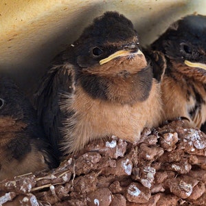 Four angry young birds