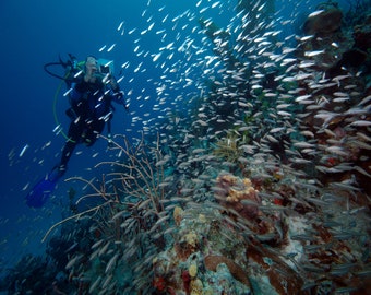 Diving with school of fish