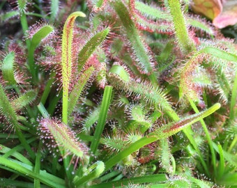 Drosera capensis Live Rare Carnivorous Plant - Kit for Beginners