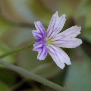 Pinguicula emarginata - live butterwort plant