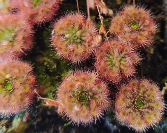 Drosera patens Gemmae - pygmy sundew