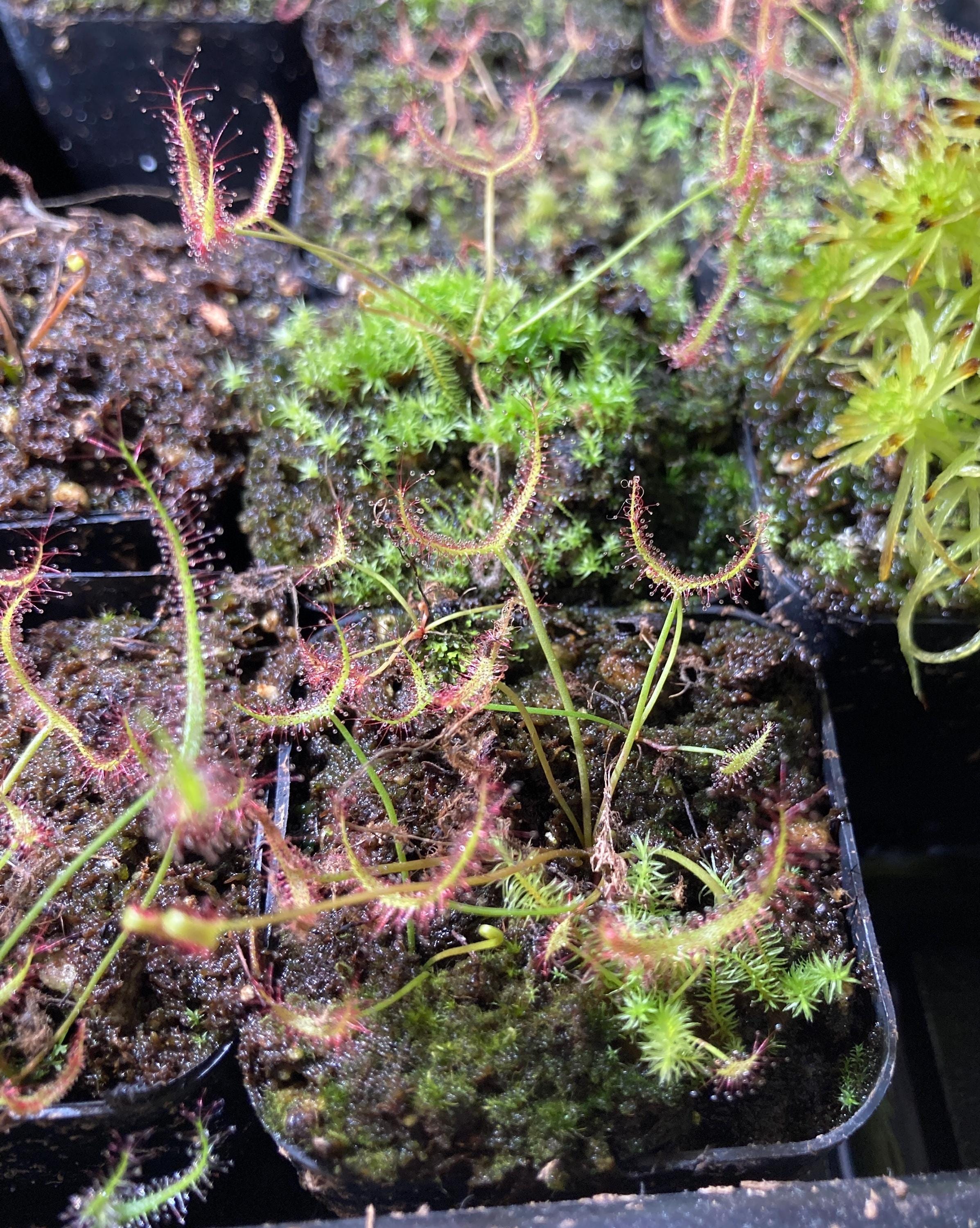 Drosera Binata Var. Multifida 