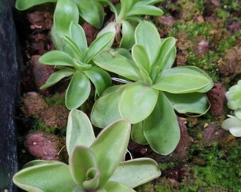 Pinguicula X 