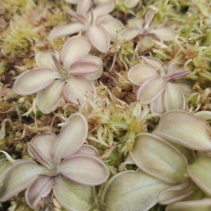 Pinguicula mesophytica - live butterwort plant