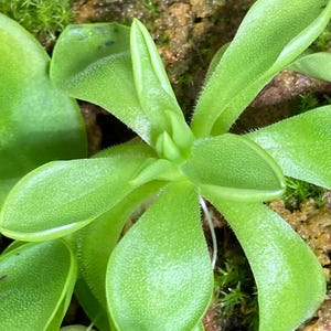 Pinguicula zecheri - Butterwort Rare Live Carnivorous Plant