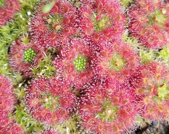 Drosera paleacea Gemmae - live rare pygmy sundew