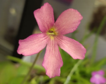 May include: A close-up of a pink flower with five petals. The flower has a yellow center and is surrounded by green foliage. The petals have a slightly ruffled edge.