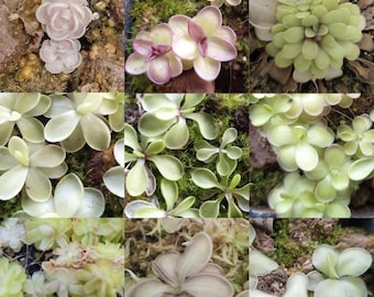Puede incluir: Un collage de nueve imágenes que muestran diferentes tipos de plantas carnívoras, incluyendo droseras, plantas de jarra y atrapamoscas de Venus. Las plantas se muestran en varias etapas de crecimiento y presentan una variedad de colores, incluyendo verde, blanco y morado.