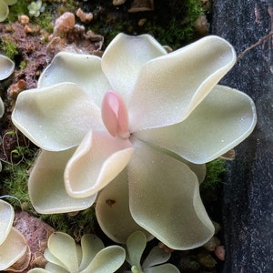アンスリウム・クラリネルビウム 斑入り 希少植物 - 組織培養（植物1株