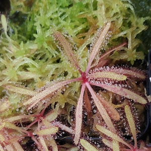 Drosera adelae Potted Live Rare Carnivorous Plant - Bug Catcher