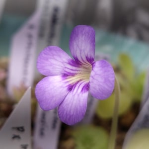 May include: Close-up of a small, delicate purple flower with five petals. The petals have subtle white and purple stripes radiating from the center. The flower's center is a pale yellow. The background is blurred, suggesting a garden setting.