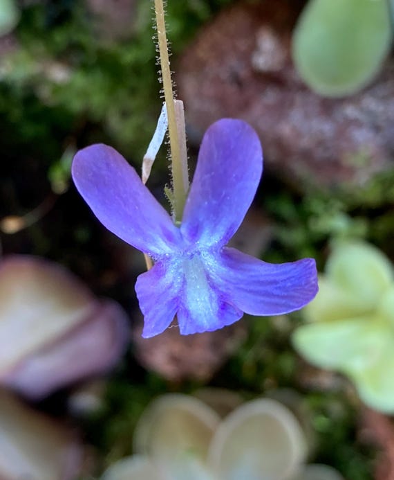 Pinguicula X 