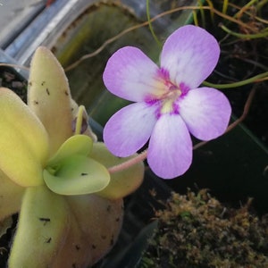 Pinguicula x &quot;Gina&quot; - zecheri x agnata Butterwort - Live Rare Carnivorous Plant
