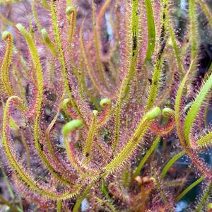 Drosera binata var. dichotoma "Giant" - Potted Live Rare Carnivorous Plant