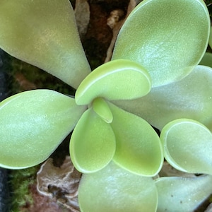 May include: Close-up of a light green succulent plant with rounded, fleshy leaves. The leaves have a slightly textured surface and are arranged in a rosette pattern. The plant is set against a background of brown and green.