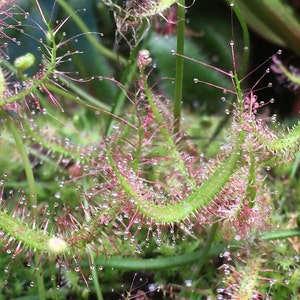 May include: Close-up of a carnivorous sundew plant with green stems and leaves covered in tiny, glistening droplets. The plant has delicate, reddish hairs and is set against a blurred green background.
