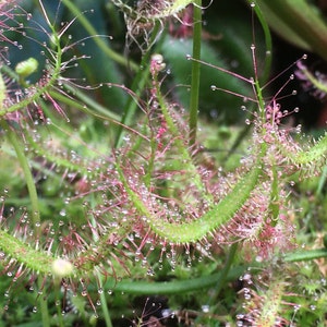 Drosera binata Potted Live Rare Carnivorous Plant - Beginners Bug Catcher