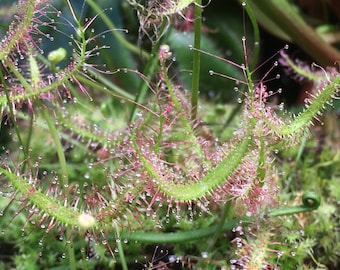 Drosera binata var. binata Potted Live Rare Carnivorous Plant - Beginners Bug Catcher