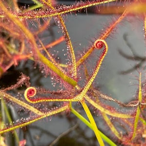 May include: Close-up of a carnivorous sundew plant with vibrant colors. The plant features long, slender, yellow and green stems with red, sticky tentacles. Tiny water droplets are visible, and the leaves curl at the ends.