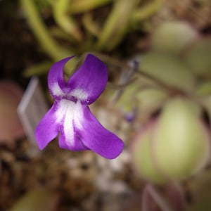 May include: A close-up of a single purple flower with a white center. The flower is in focus, while the background is blurred.