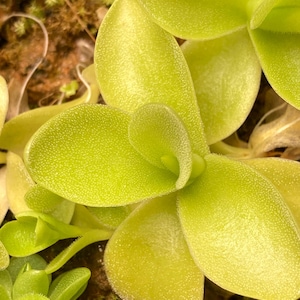 May include: Close-up of a vibrant green plant with rounded, textured leaves. The leaves have a slightly fuzzy texture and are arranged in a rosette pattern. The plant is set against a backdrop of brown soil and other greenery.