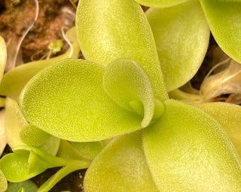 Puede incluir: Primer plano de una planta verde vibrante con hojas redondeadas y texturizadas. Las hojas tienen una textura ligeramente borrosa y están dispuestas en forma de roseta. La planta se encuentra sobre un fondo de tierra marrón y otra vegetación.