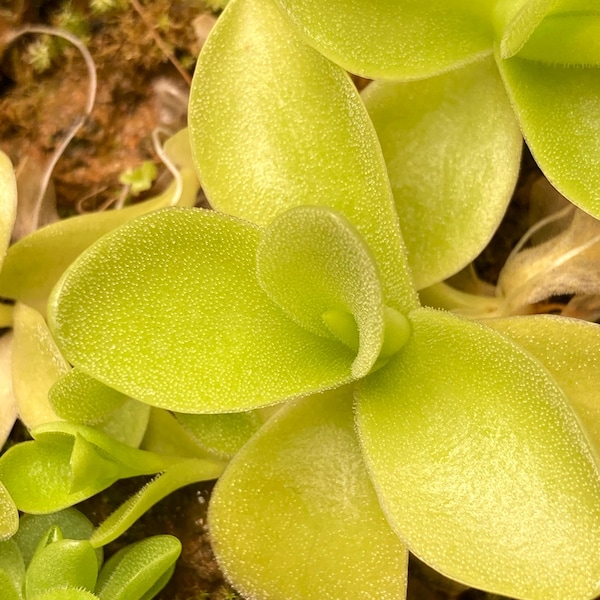 Pinguicula gigantea butterwort - Rare Live Carnivorous Plant Bug Catcher
