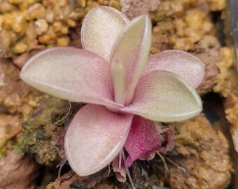 Pinguicula X 