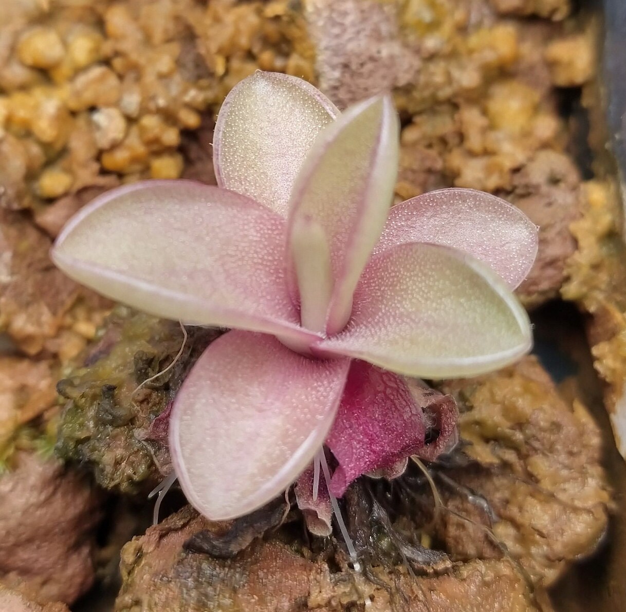 Pinguicula X 