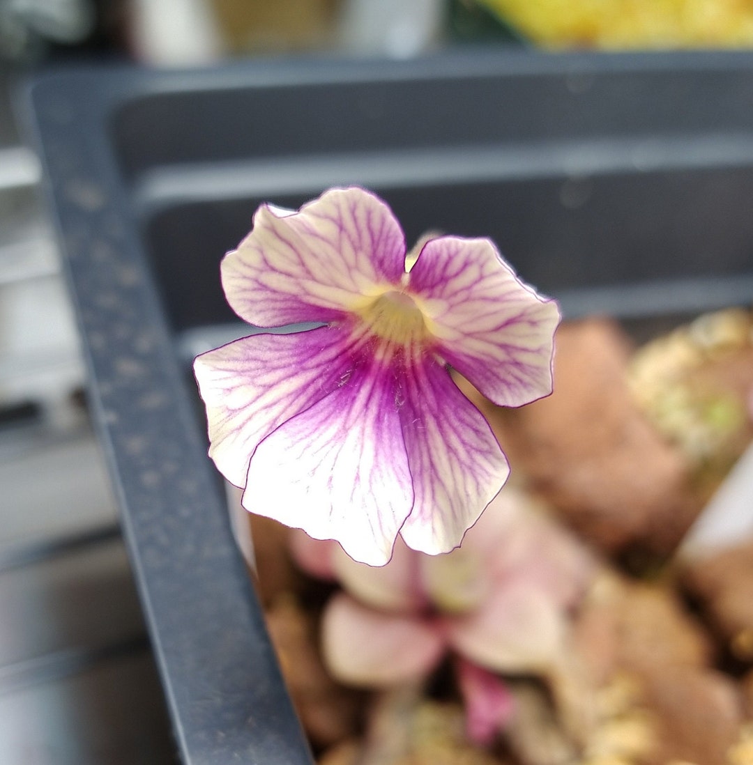 Pinguicula X 