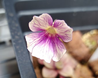 Pinguicula X 