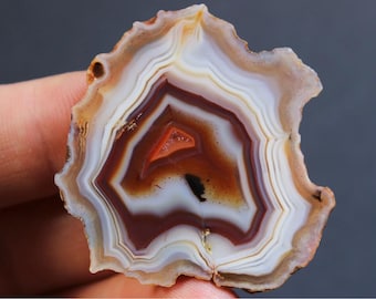 May include: A close-up of a brown, white, and orange agate slice with a unique, intricate pattern of concentric rings. The agate has a smooth, polished surface and is a beautiful example of natural beauty.
