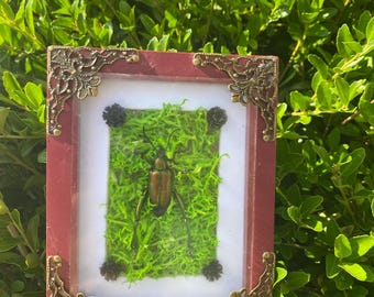 Puede incluir: Una exhibición de insectos enmarcada con un escarabajo verde metálico sobre musgo verde. El marco burdeos tiene adornos de esquina de bronce. El fondo es un exuberante arbusto verde.