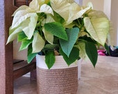 Cotton Jute Rope Seamed Plant Basket, Indoor Planter, 8 quot x 7.5 quot