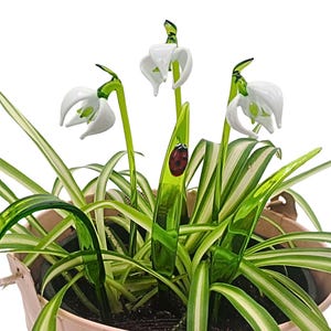 Può includere: Una pianta in vaso con foglie verdi e bianche a strisce e tre fiori di bucaneve di vetro con accenti di coccinella rossa.