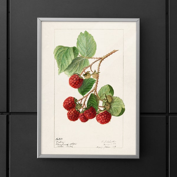 Raspberry Print - Etsy