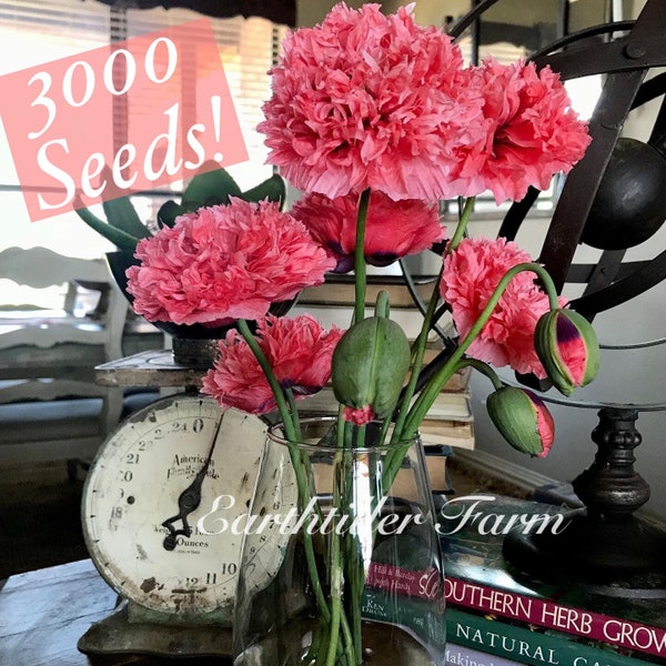 3000 Pink Double Peony Poppy Papaver Flower Seeds